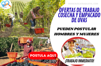 Empleos Agrícolas en Cosecha y Empacado de Uvas – Postula Hoy
