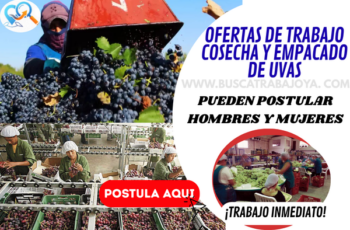 Empleos en Cosecha y Empacado de Uvas – Vacantes Disponibles Hoy